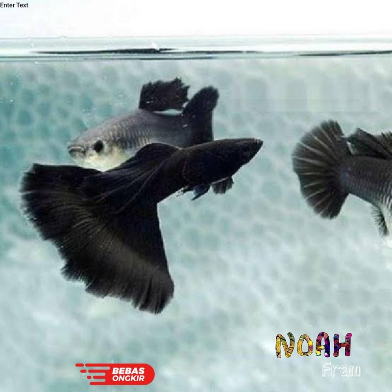 Hiasan aquarium IKN hiasan aquarium ikan hias Guppy black Moscow sepasang beli5bonus1