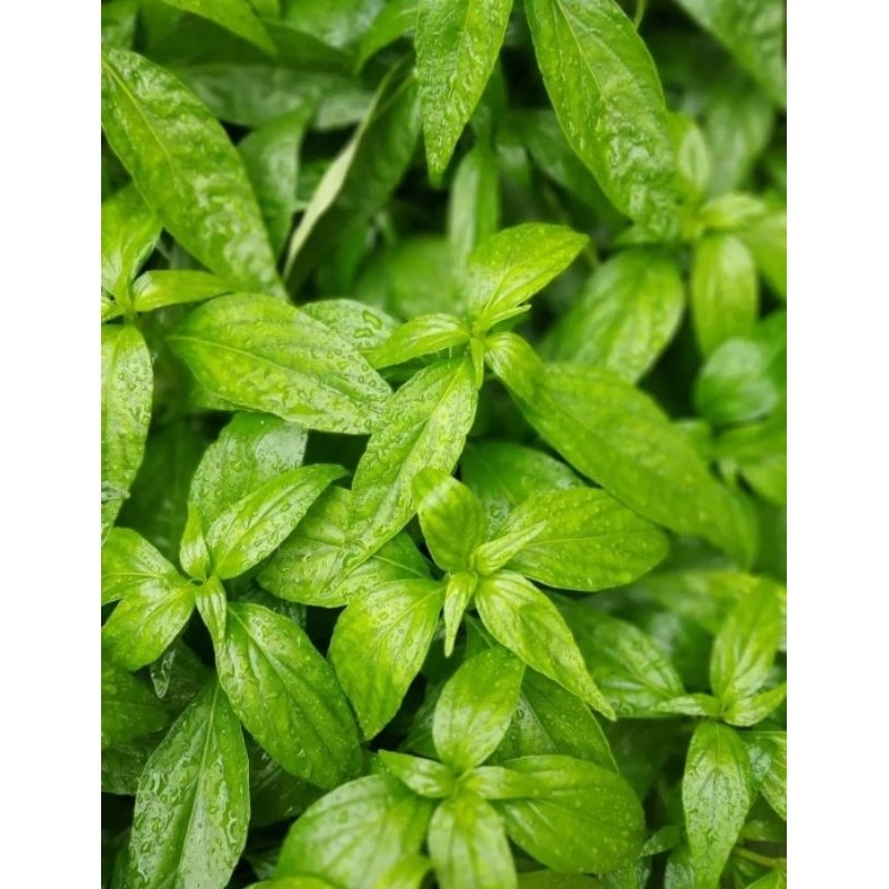 

Daun sambiloto herbal 100 gram d zamin keasliannya,(original)