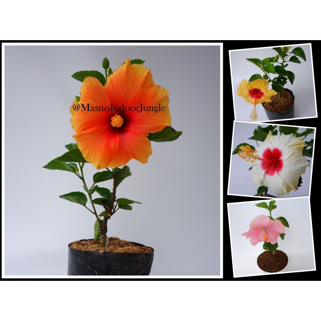 Tanaman Bunga Sepatu Import - Bibit Tanaman Hias Kembang Sepatu Bangkok - Hibiscus