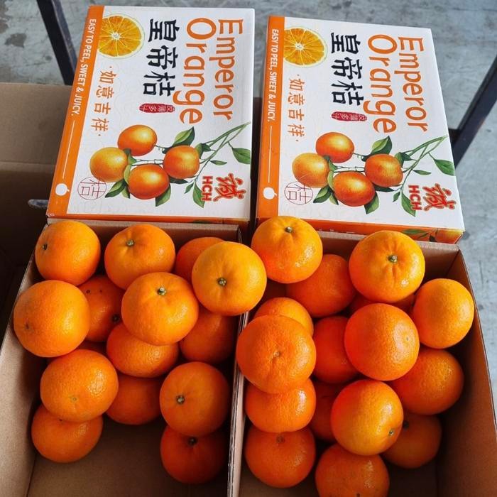 

Jeruk emperor orange seedles | jeruk wokam tampa biji box 2 kg