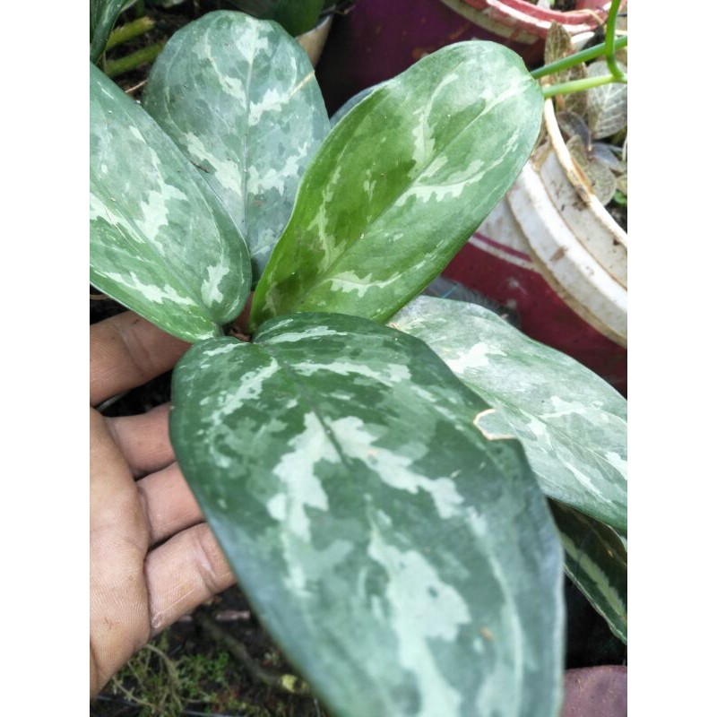 Tanaman hias sri rezeki/AGLONEMA SRI REZEKI Lestari Alamku