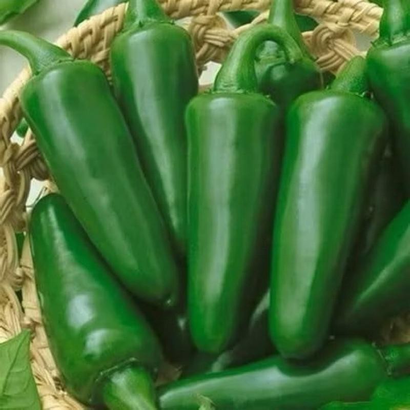 10 Biji - Benih Cabe Jalapeno Hibrida Fanatic Known You Seed