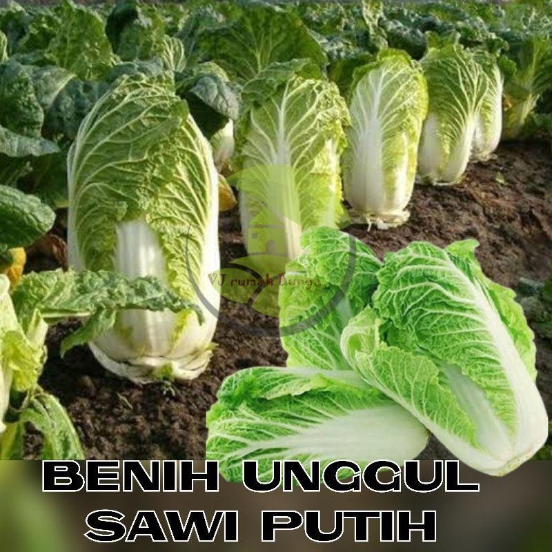 50 Biji - Benih Sayuran Sawi Putih Benih Bibit Sawi Putih Slobor