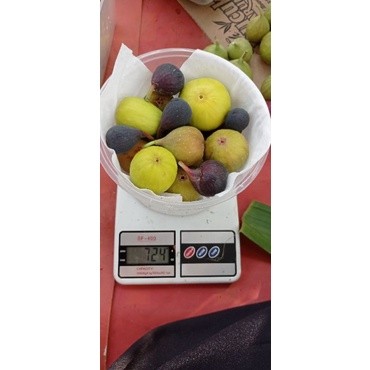 

buah tin 500gr atau stengah kg buah tin segar fresh langsung dari kebun.. bisa untuk promil