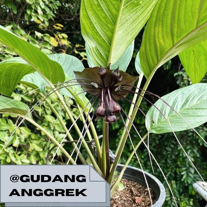 anggrek tacca anggrek kelelawar bunga hitam