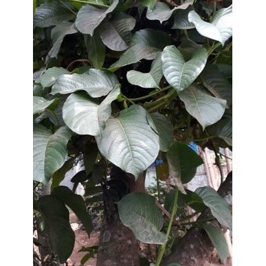 

New Promo Daun markisa besar/ erbis segar langsung petik 100 lembar ..