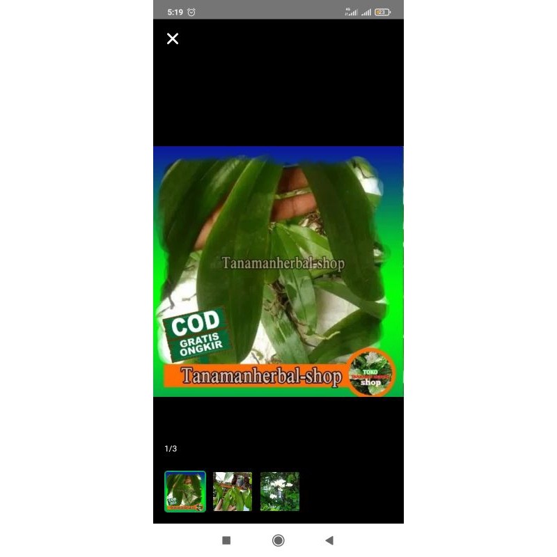 BIBIT anggrek bulan ukuran remaja siap berbunga