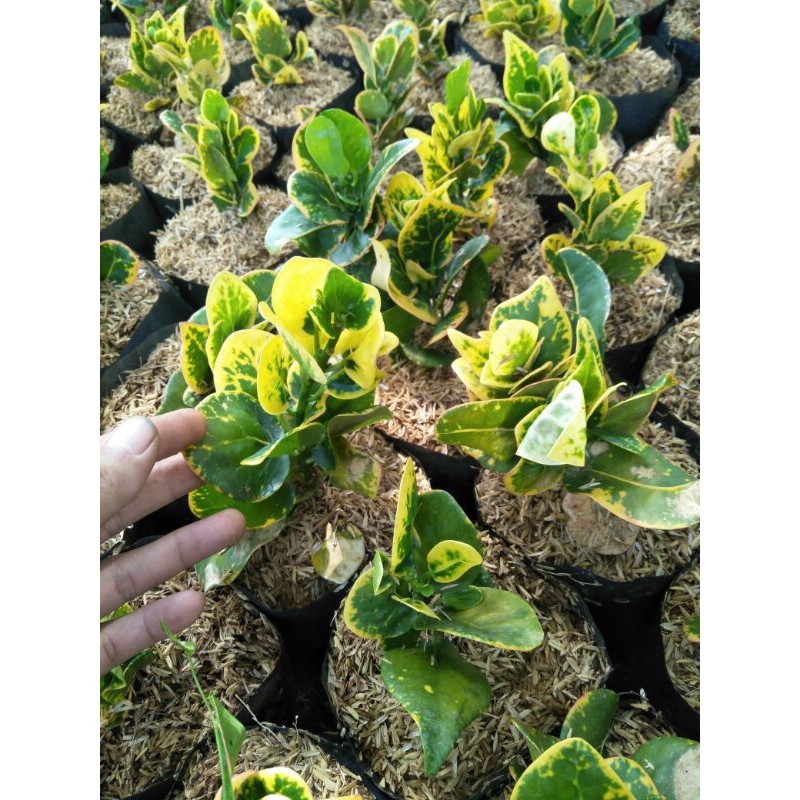 Tanaman hias puring koin - puring jengkol - puring koin