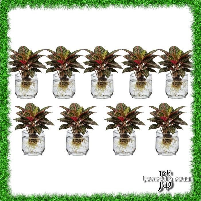 Bonggol Bibit Aglonema Red Sumatra Paket 10