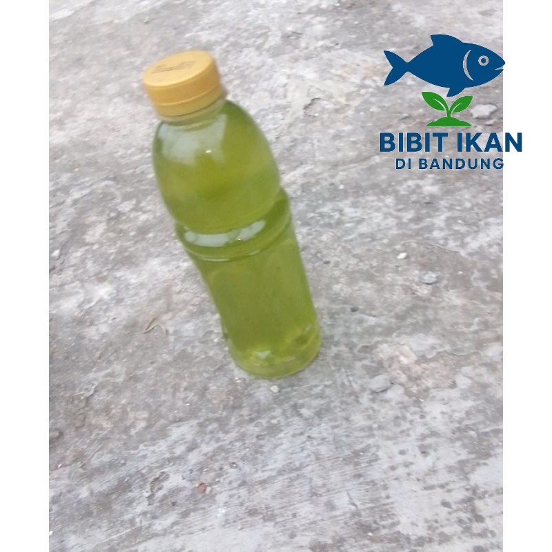 GREEN WATER Air Hijau / Starter Air Kolam / kultur kutu air