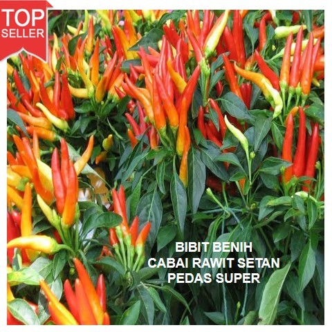 50 Biji bibit unggul cabe rawit setan Pedas Super/ bibit cabe rawit benih cabe rawit setan
