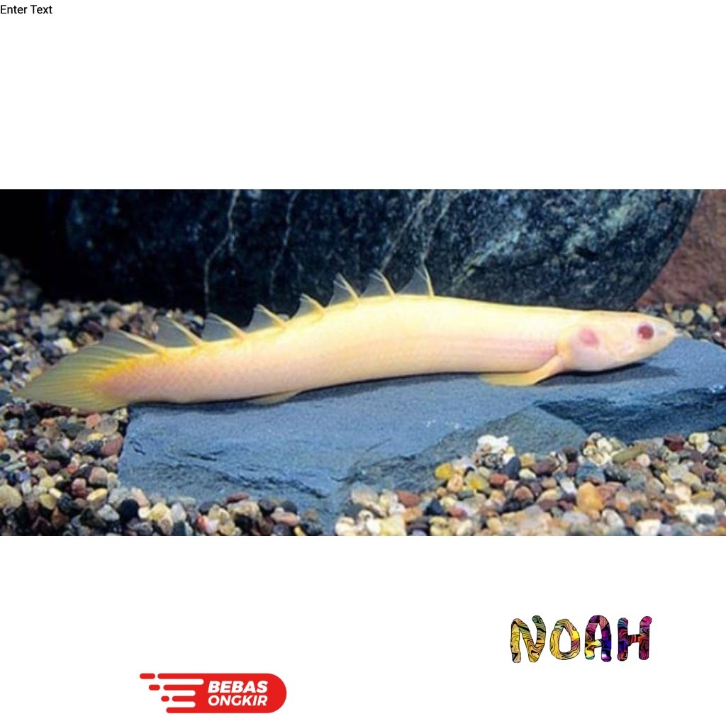 Koleksi Ikan Palmas Albino 10-15cm Berkualitas