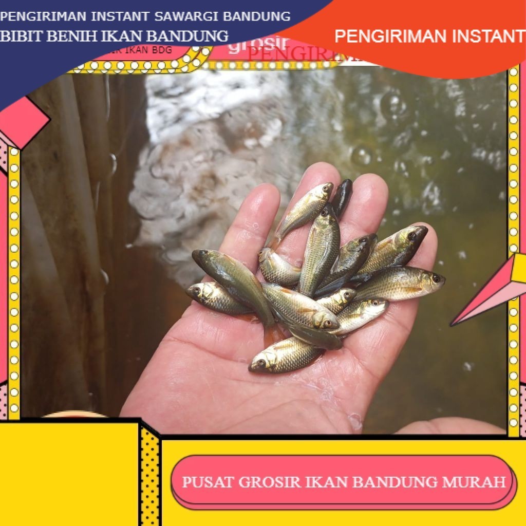 50 ekor Ikan Nilem terapi / trapi / per 50 ekor / ikan terapi GROSIR BANDUNG PER EKOR INSTANT