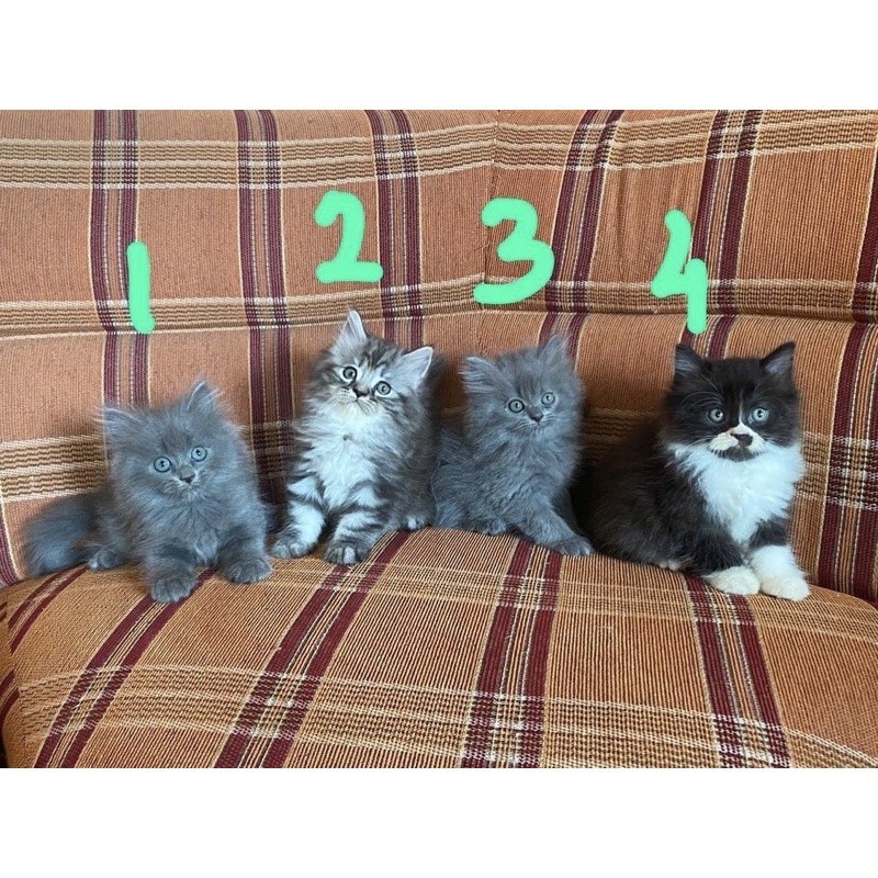 kucing persia kitten mainchoon ragdoll peaknose bengal munckhin  british scotis exotis unclecathouse