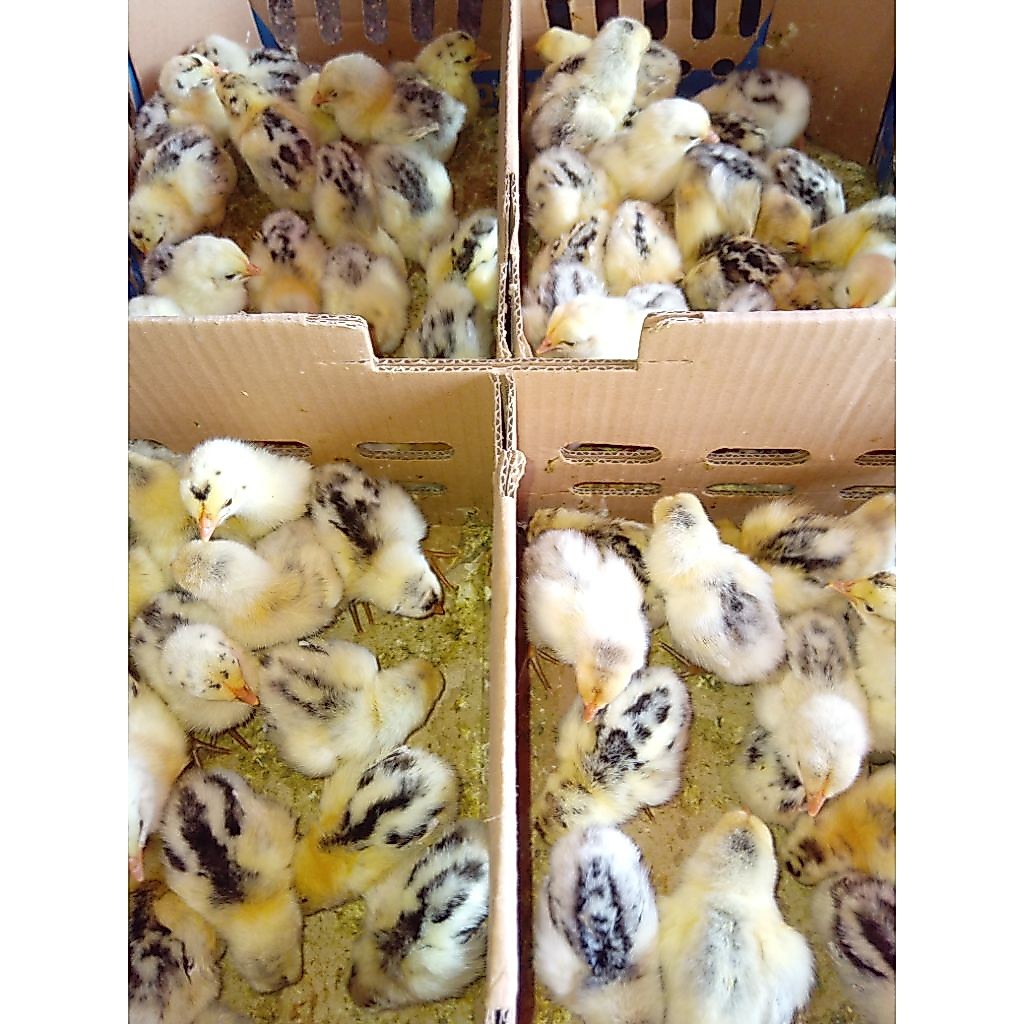 Doc Ayam Arab Silver Pilihan Kualitas Terbaik