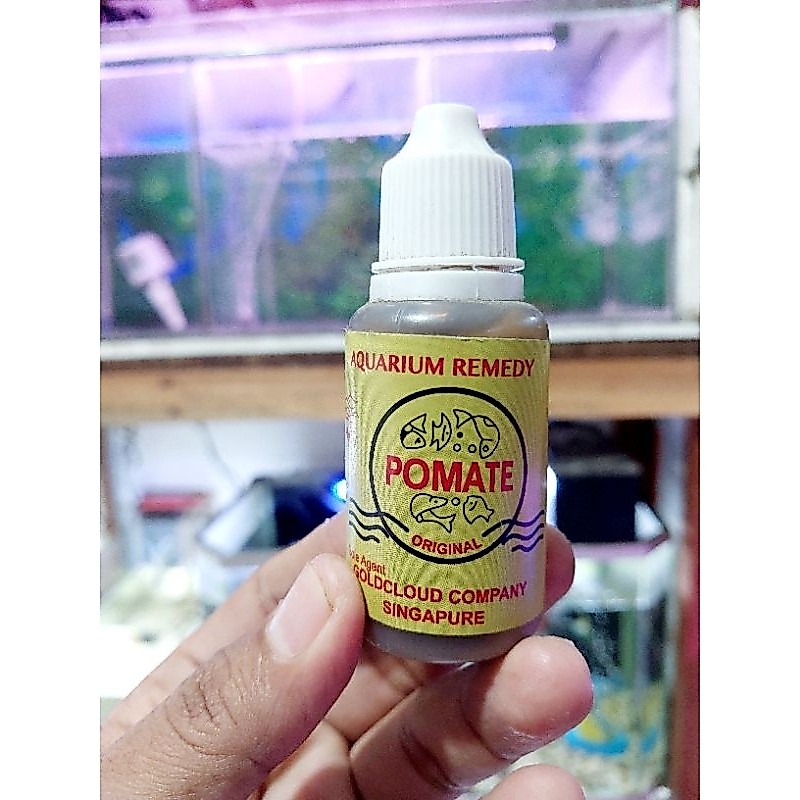 pomate cair
