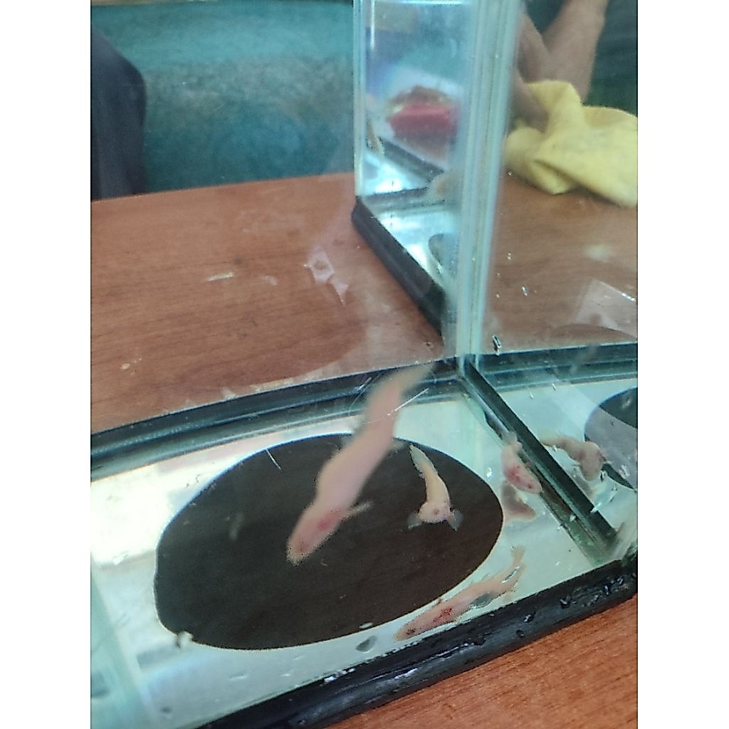 Ikan Palmas Albino Bentuk Unik Ukuran 4-5cm