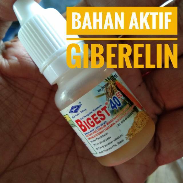 ZPT Bigest 40 EC Bahan Aktif Giberelin Acid (GA3)