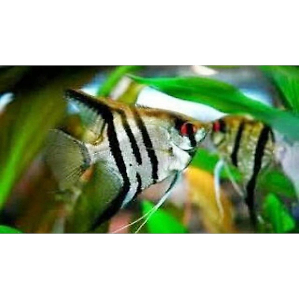 IKAN HIAS AQUARIUM IKAN MANFISH AQUASCAPE ANGELFISH MANFISH