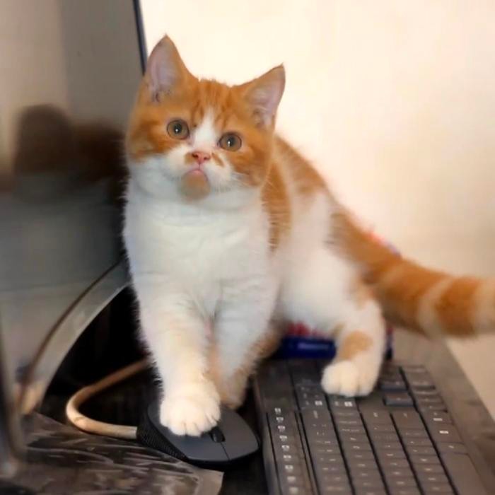 kucing british red white jantan 4 bulan nonped