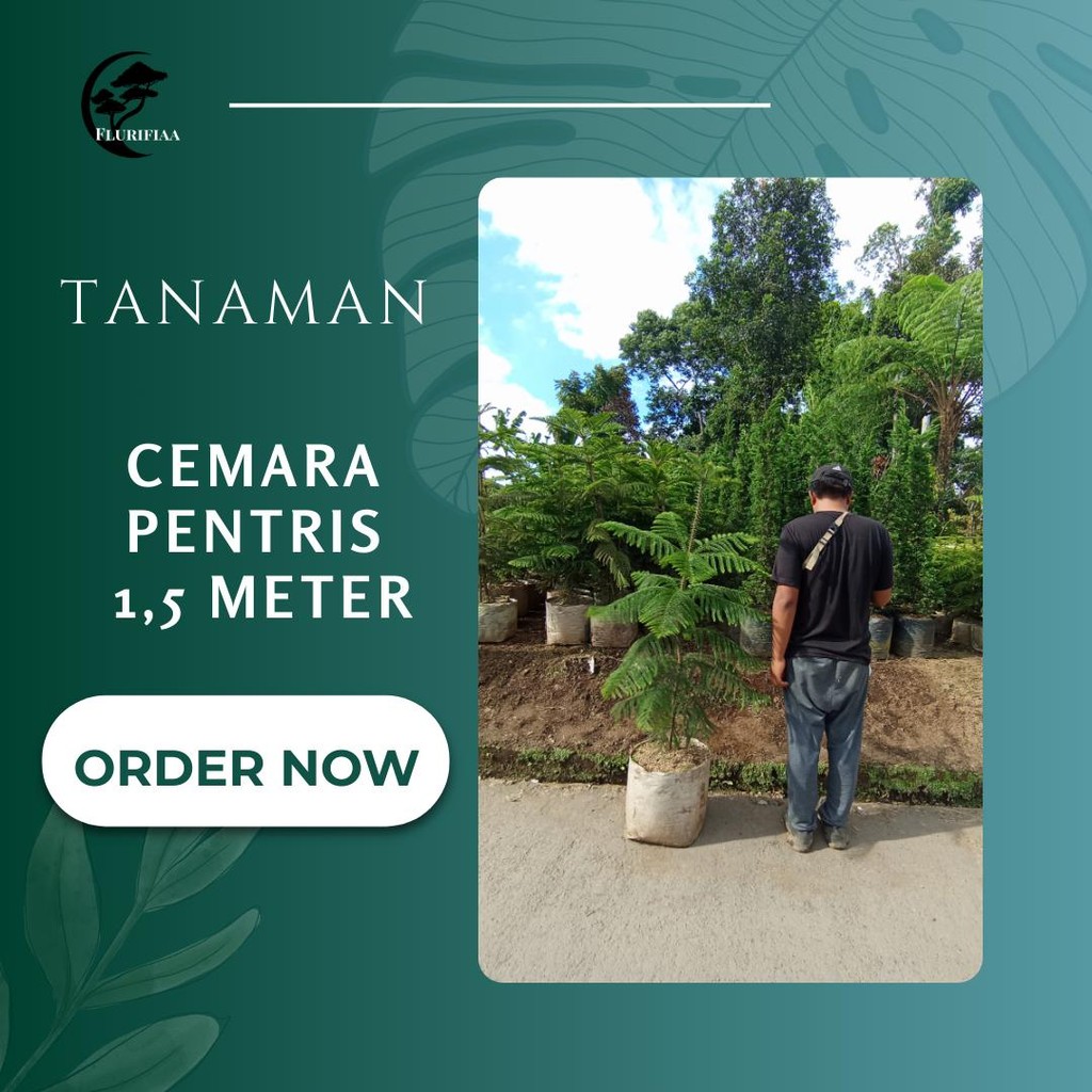 Tanaman Cemara Pentris 1,5 meter - Cemara Pentris