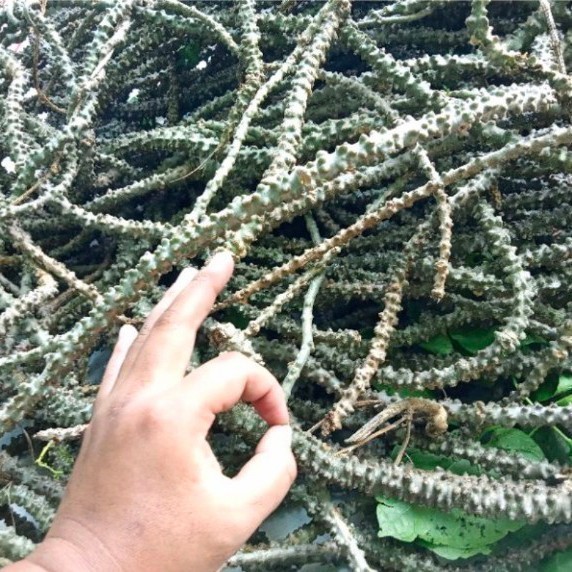 

Promo COD Bratrawali obat herbal 250gram fresh - brotowali A.S F. S