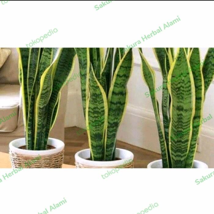 

tanaman sensivera lidah mertua kuning ukuran jumbo