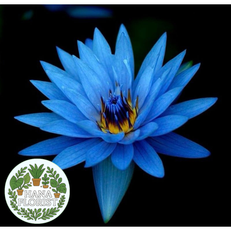 ( BISA BAYAR DI TEMPAT ) TANAMAN HIAS WIJAYA KUSAMA BLUE BIRU - BUNGA HIAS WIJAYA KUSUMA - WIJAYA KU