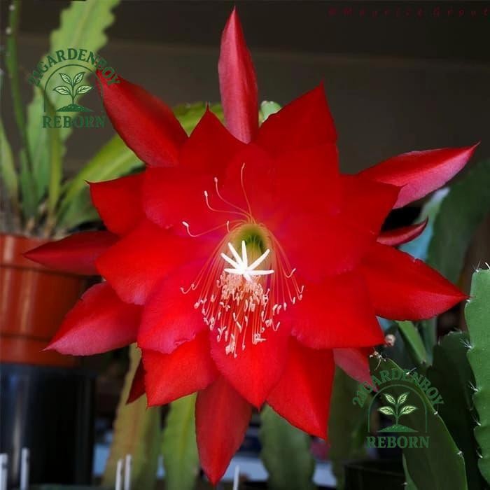 (BISA COD) Tanaman Hias Bunga Wijaya Kusuma Ackermani .