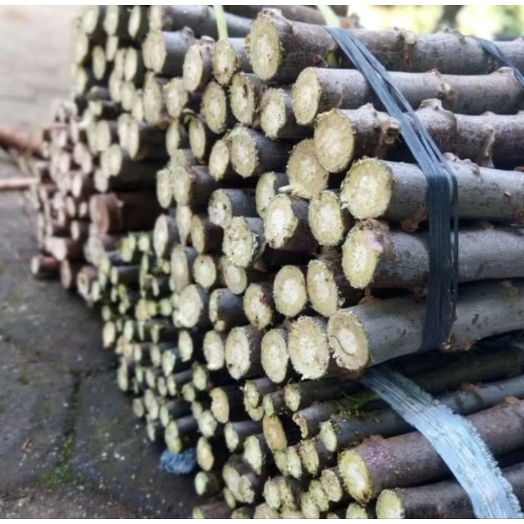 

5 batang 50cm - 1 meter bibit singkong ketan unggulan (singkong keju dan tape legit)