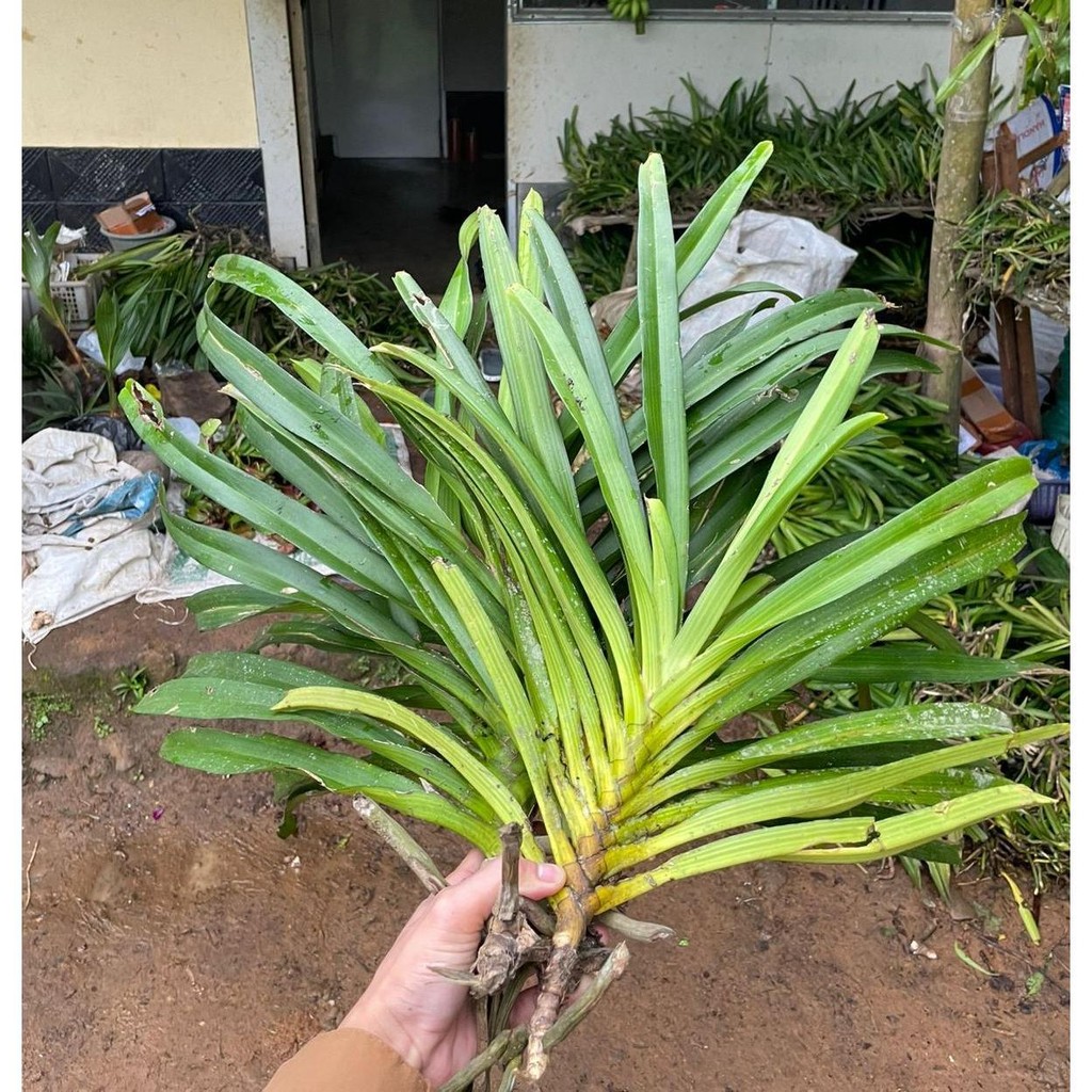 Paket 5 anggrek ekor tupai super jumbo