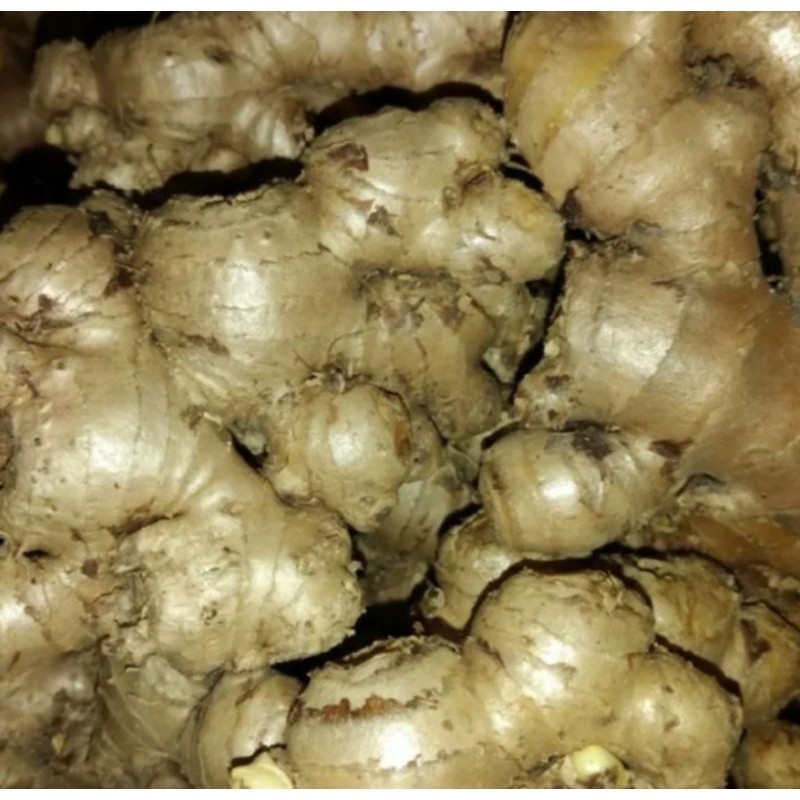 

New- Promo!! Jahe Gajah Asli 500 Gram Banyak Kegunaan T.V.P