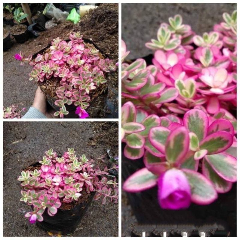 Tanaman Hias gantung Krokot Gelang Varigata & Gelang Hijau (Portulaca oleracea) - Tahan Panas