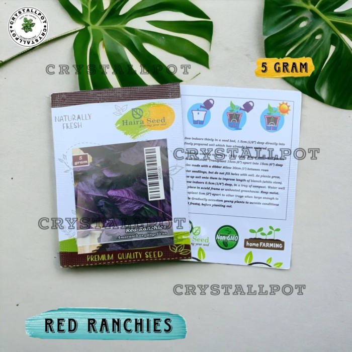 BENIH BIBIT BAYAM MERAH RED RANCHIES HAIRA SEED - BAYAM RED RANCHIES