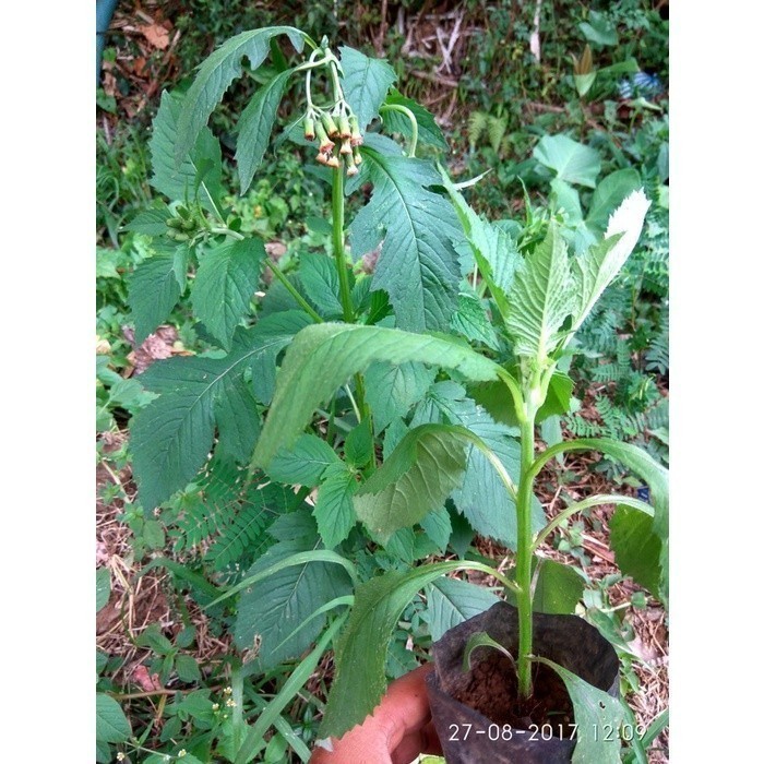 Terbaik Daun sintrong tanaman sintrong bibit sintrong COD