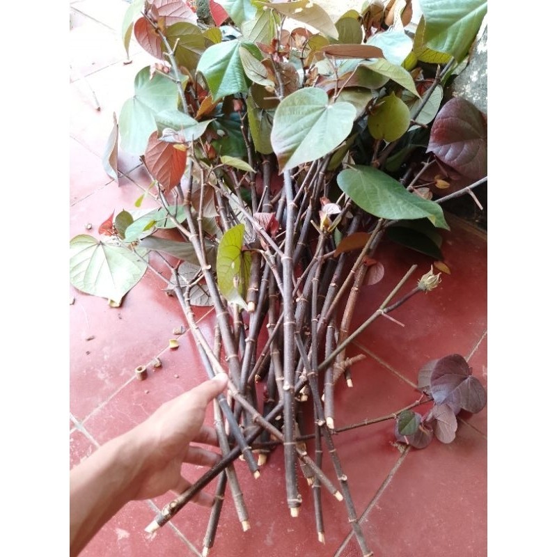 PAKET HEMAT COD - Stekan waru merah murah GRATIS ONGKIR GACOR