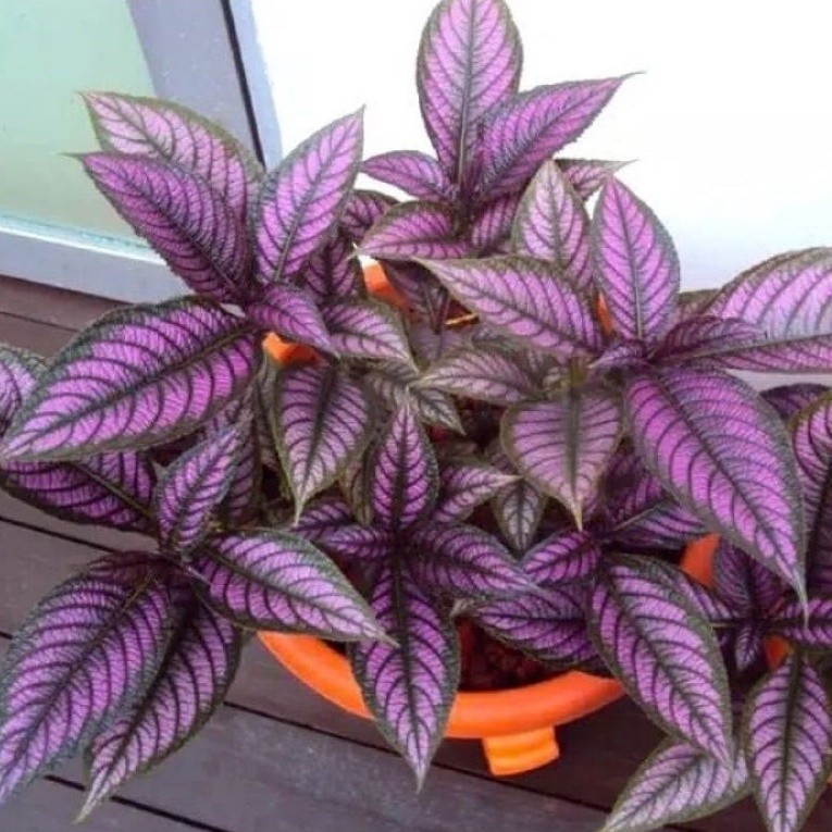 NEW  Bunga Hias Samber Lilin / Tanaman Hias Persian Shield / Hiasan Taman Bunga Samber Lilin / Tanam