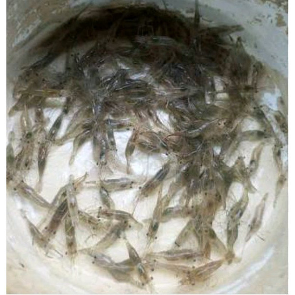 hobi Udang Sawah Hidup Pakan  Predator Arwana Oscar Channa Pbass