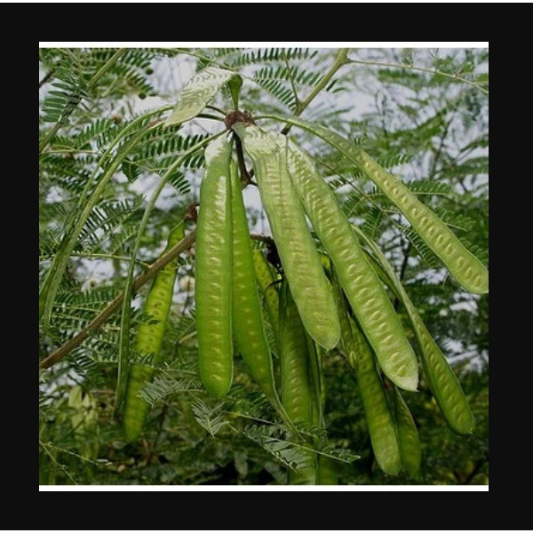 NEW Petai Cina Perikat Pete Mlandingan Pohon Lamtoro