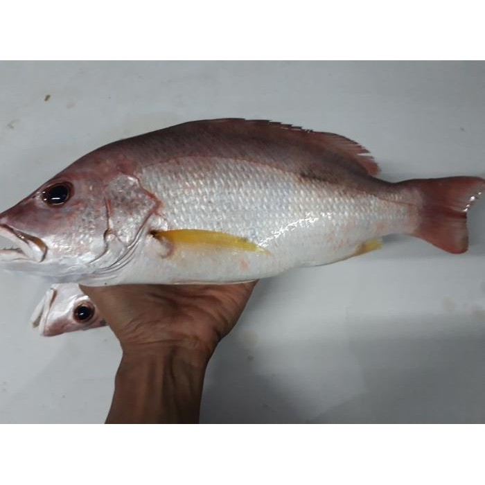 Ikan Kakap Merah Segar 1Kg Ikan Kakap Merah Tanda Ikan Kakap Tanda Ikan Kakap Tompel Seafood Ikan Se