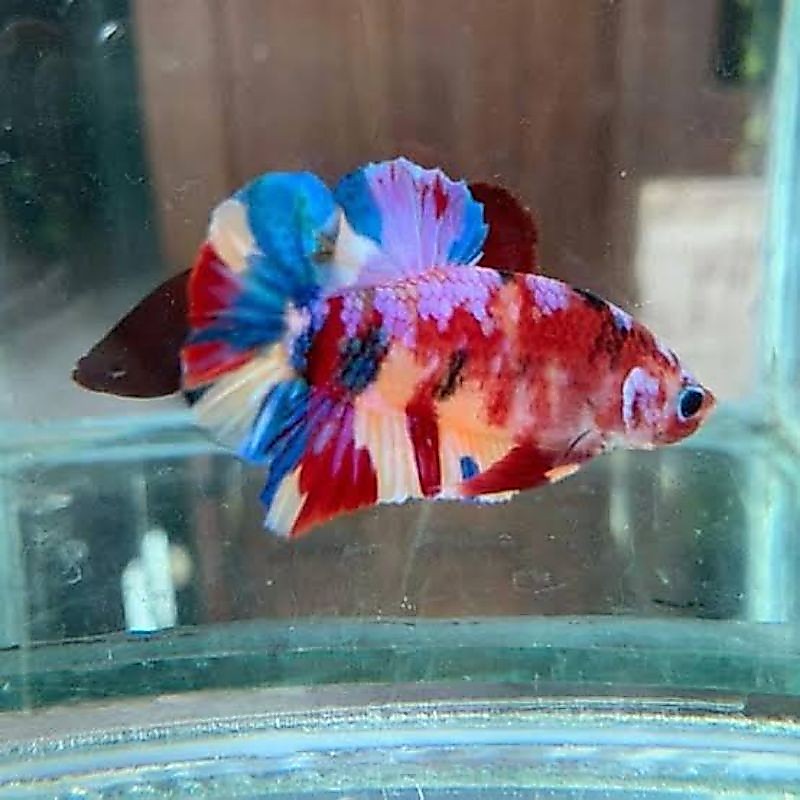 cupang plakat nemo male warna