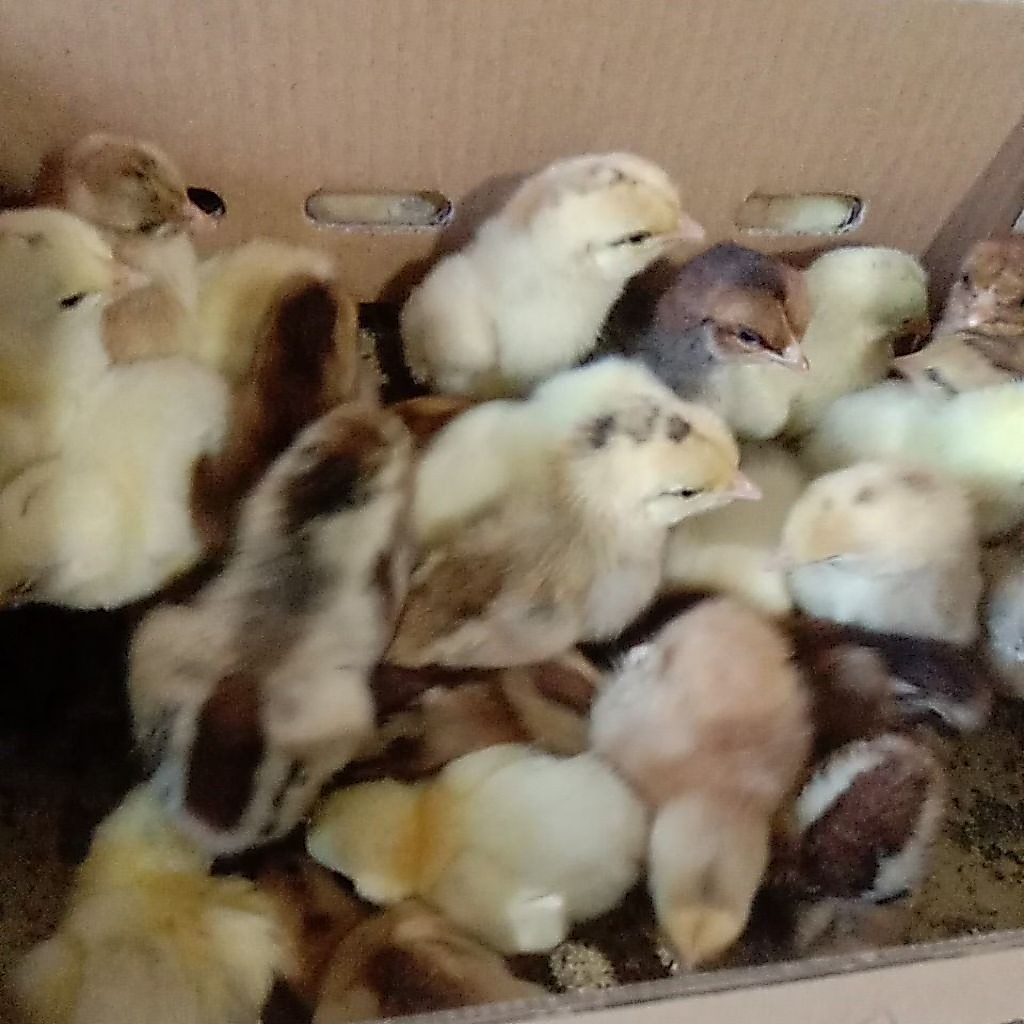 ECERAN / DOC AYAM KAMPUNG UNGGUL (KUB 2/JANAKA/ KAKI KUNING) - sudah vaksin