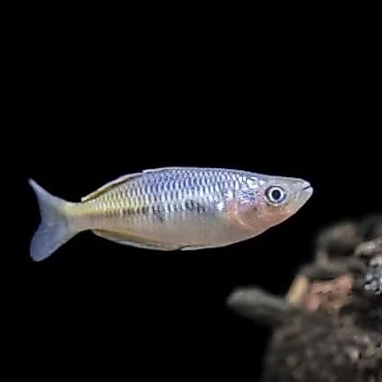 Ikan Rainbow Boesemani 3cm