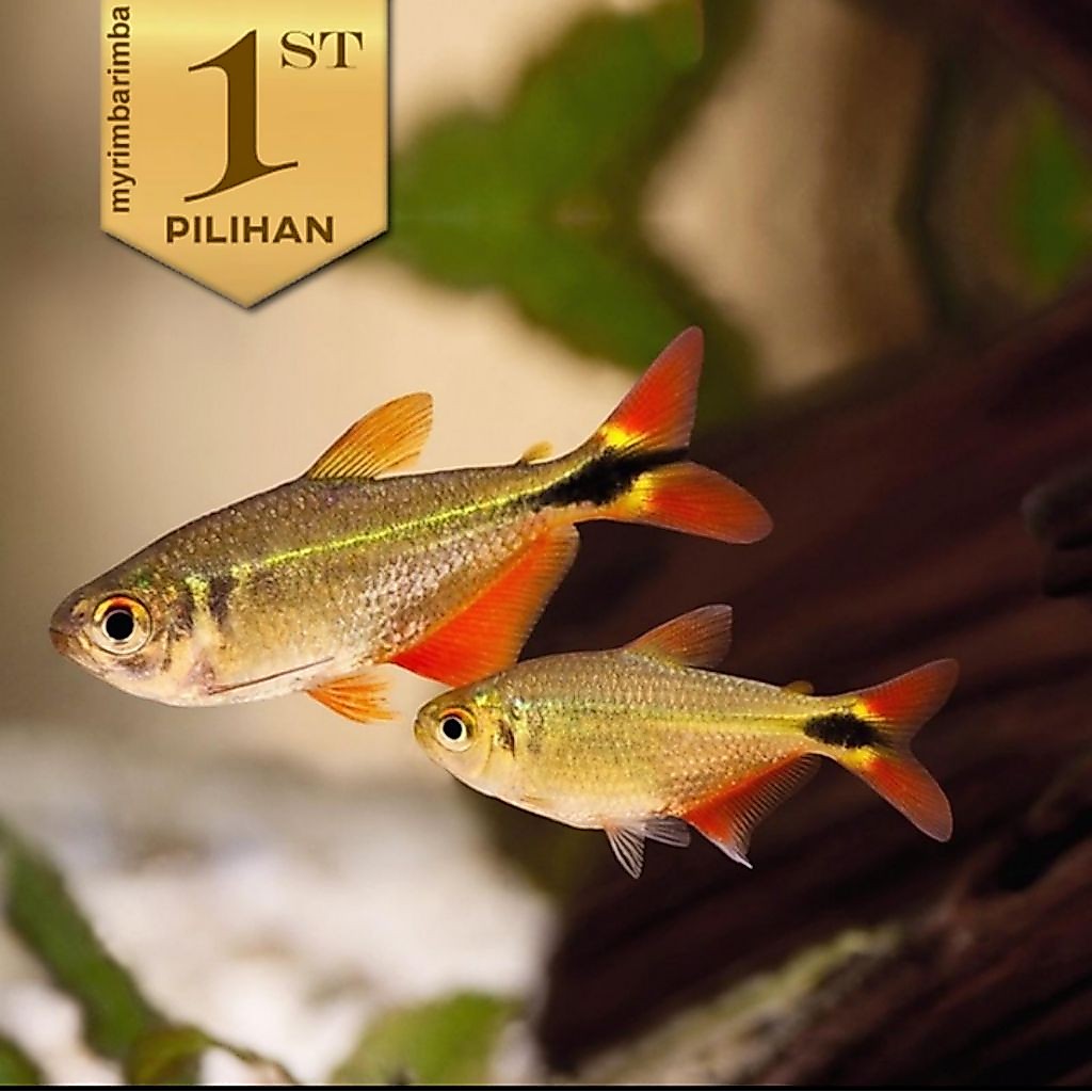 Tetra Buenos Aires Ikan Hias Aquarium Aquascape Hiasan Tanaman Air