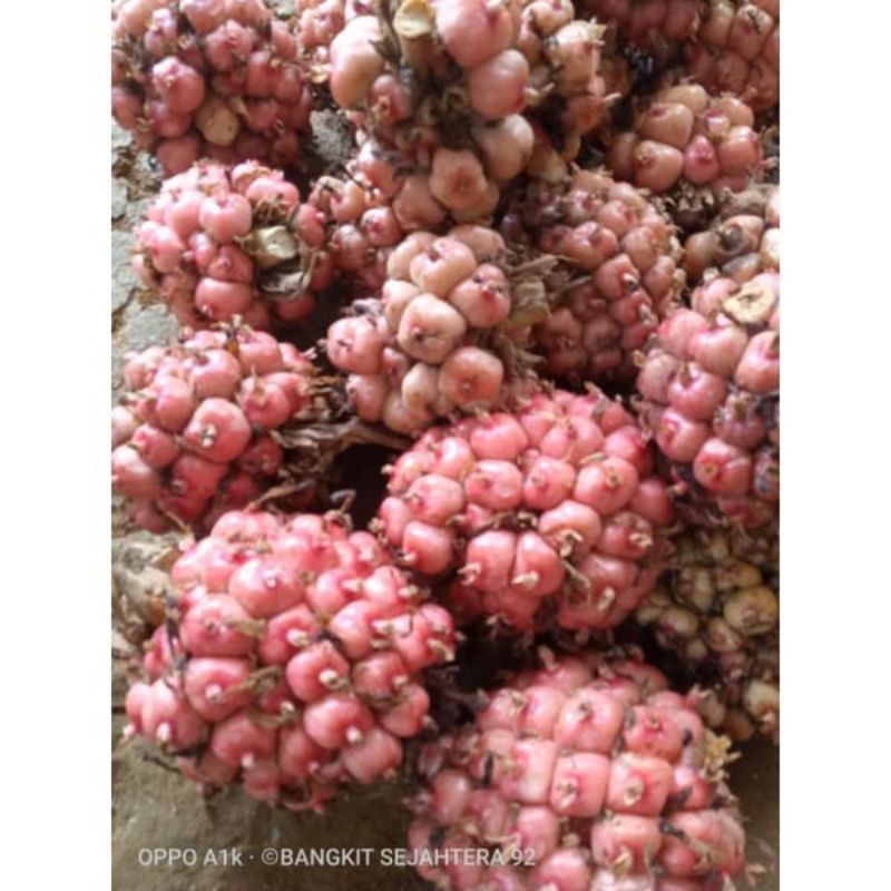 

Asam cekala / asam cikala / asam patikala / buah kecombrang/ cekala 1 kg