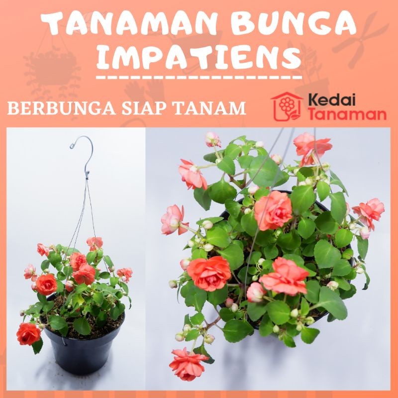 Tanaman Bunga Impatiens Mawar Orange Hidup & Berbunga - Impatiens Walleriana Berbunga - Bunga Pacar 