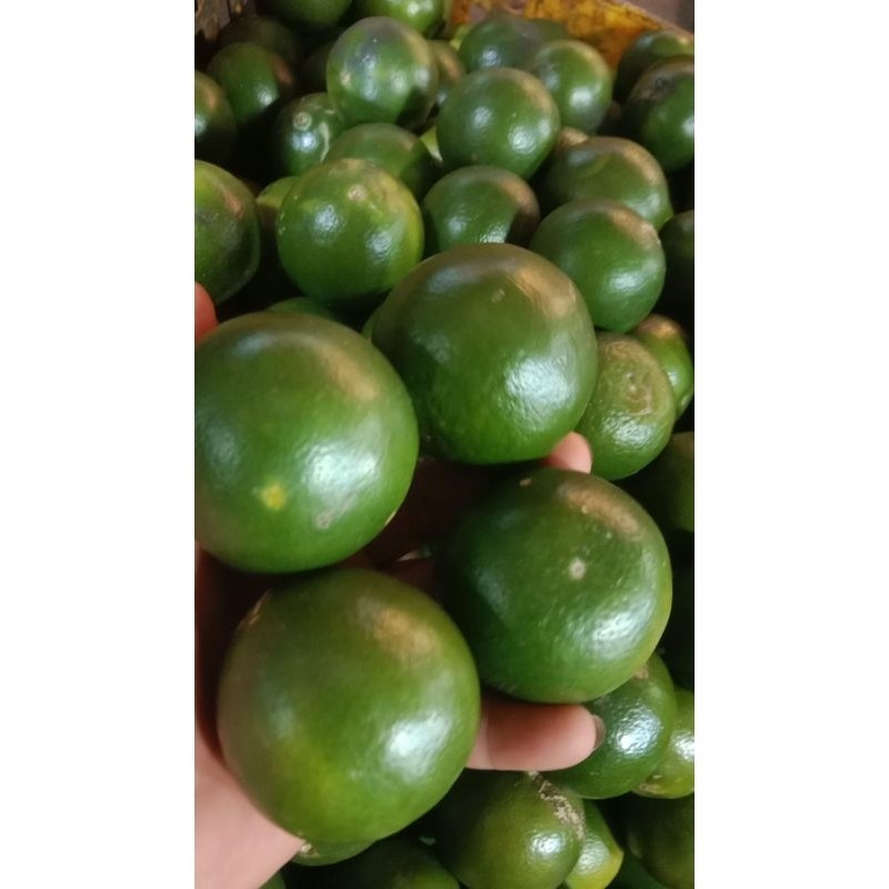 

1 Kg Jeruk Peras Jawa Asam Manis 12-18 Buah