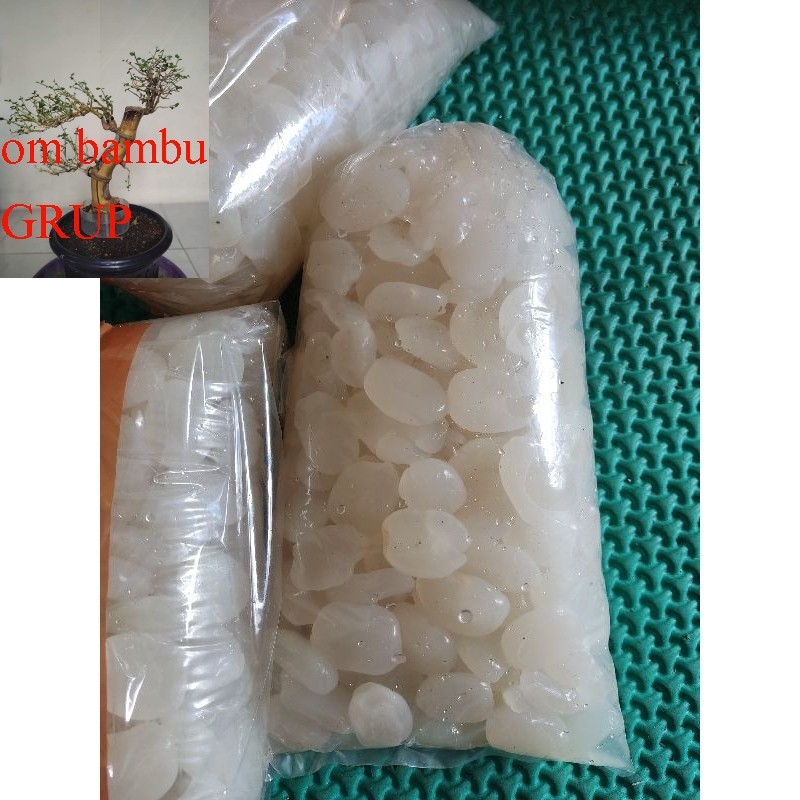 

Kolang Kaling Segar Empuk Dan Kenyal Bahan Untuk Manisan 1 KG Bersih