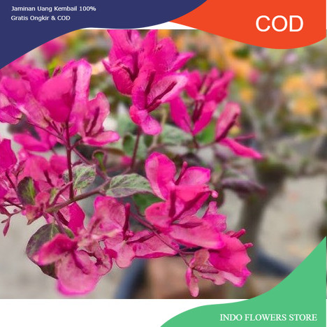 BOUGENVILLE BLACK MARIA (COD)