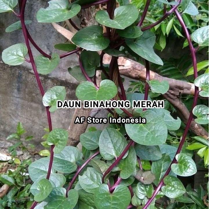 

Daun Binahong Merah Segar 1 Kg - Binahong Fresh Kecombrang